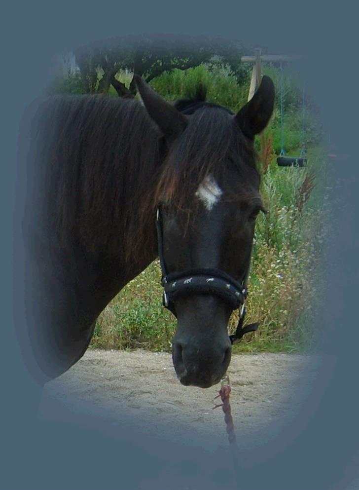 Anden særlig race Kansas Stidsbjerg R.I.P billede 18