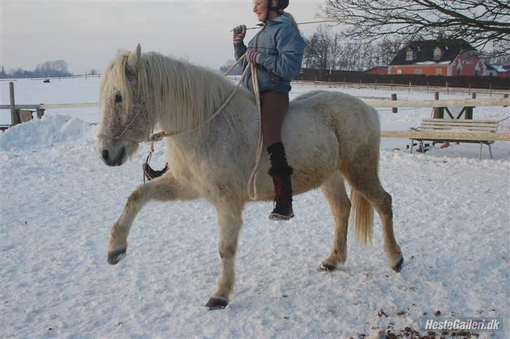 Anden særlig race Don-karlos   - 18# Don-karlos du er så fantastisk både til spanske skridt men os til at elske:) Foto : Cille Madsen:) billede 18