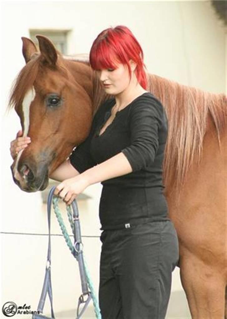 Arabisk fuldblod (OX) Ma-Ajmala - Jeg putter grime på Mallepigen. Dejlige tøs. billede 12