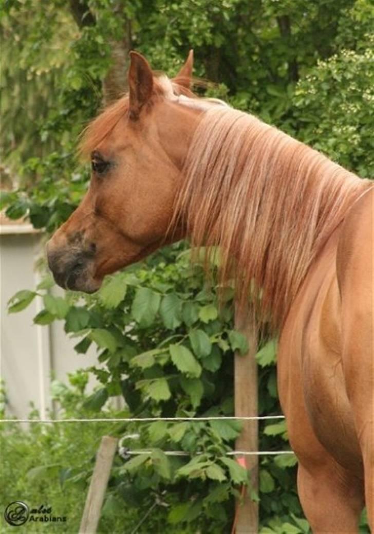 Arabisk fuldblod (OX) Ma-Ajmala - Hun er så gudesmuk! billede 13