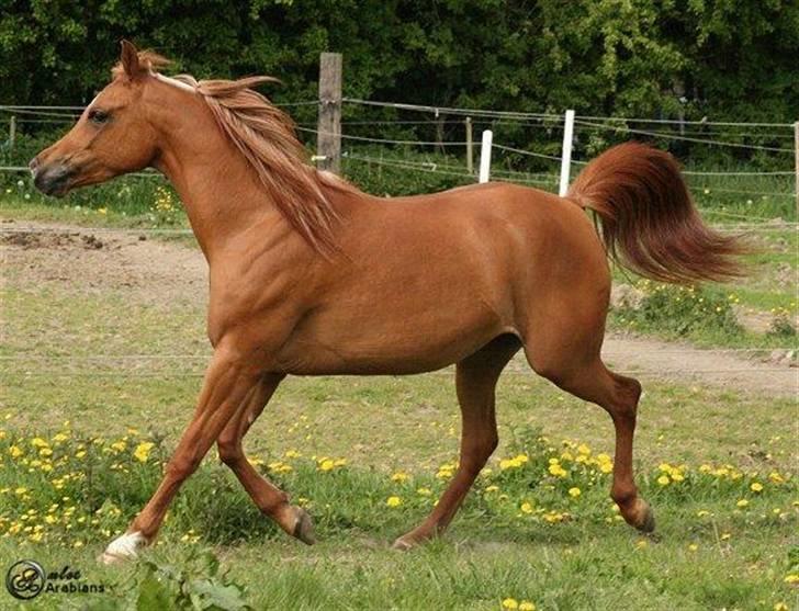Arabisk fuldblod (OX) Ma-Ajmala - Lækre hest. billede 14