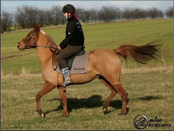 Arabisk fuldblod (OX) Ma-Ajmala billede 17