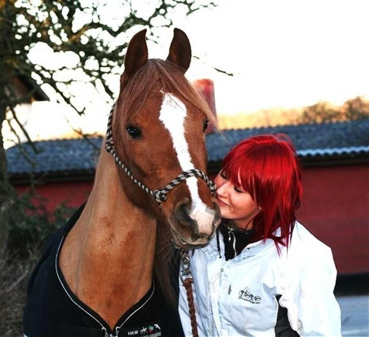 Arabisk fuldblod (OX) Ma-Ajmala billede 19