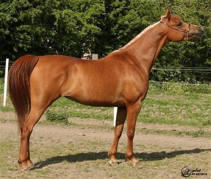 Arabisk fuldblod (OX) Ma-Ajmala - Opstilling hjemme på ridebanen. billede 20