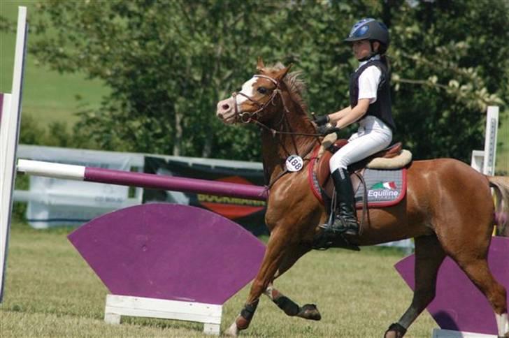 Welsh Pony af Cob-type (sec C) Bloklands  Hilde (solgt)  - silkeborg-2007 billede 15