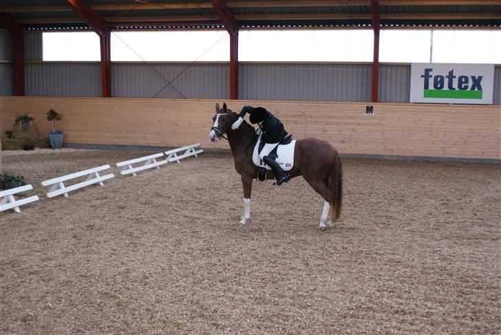 DSP Stald P.R. Bongo - efter et super program i egum! Foto: rikke  billede 2