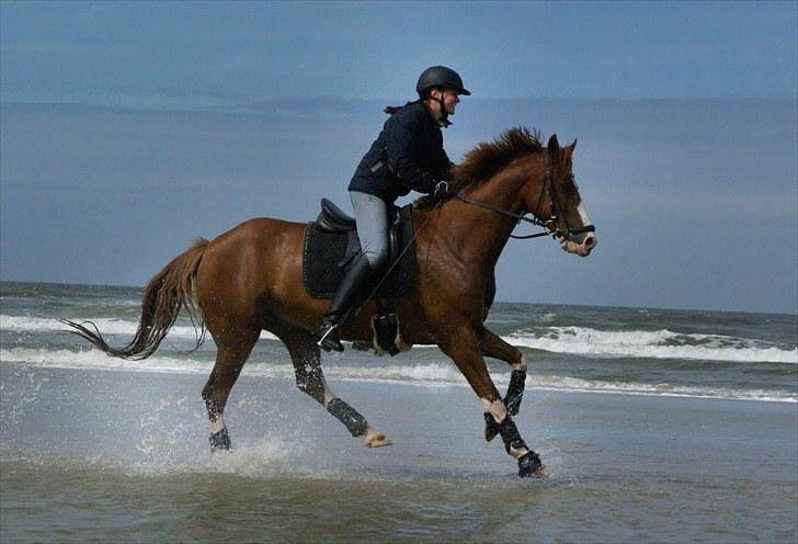 DSP Stald P.R. Bongo - Foto: Bokke billede 5