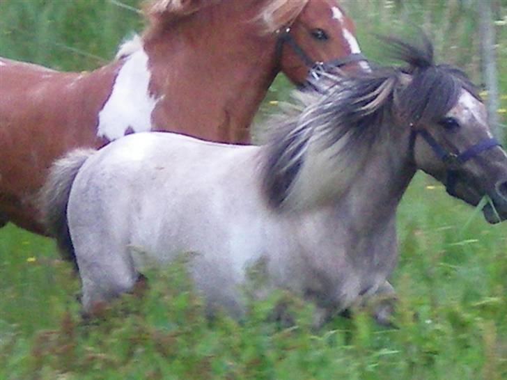 Anden særlig race Sir duke billede 9