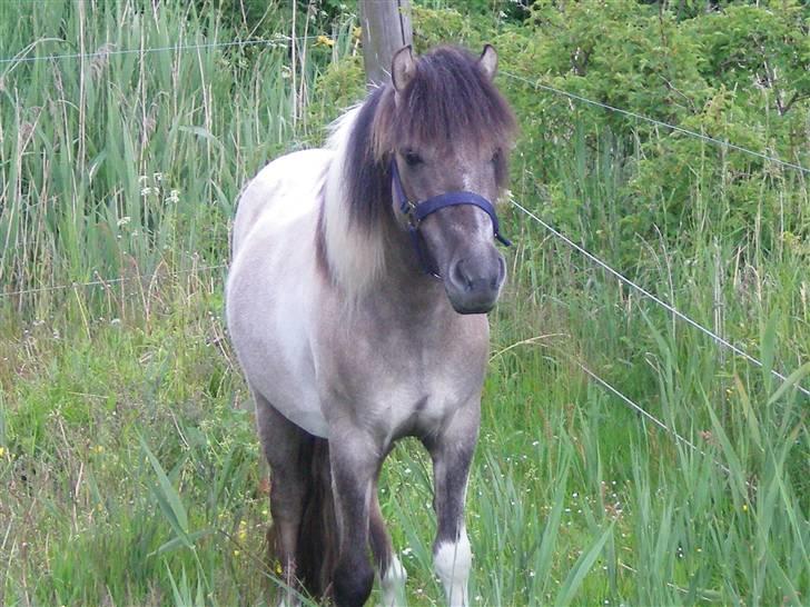 Anden særlig race Sir duke billede 10
