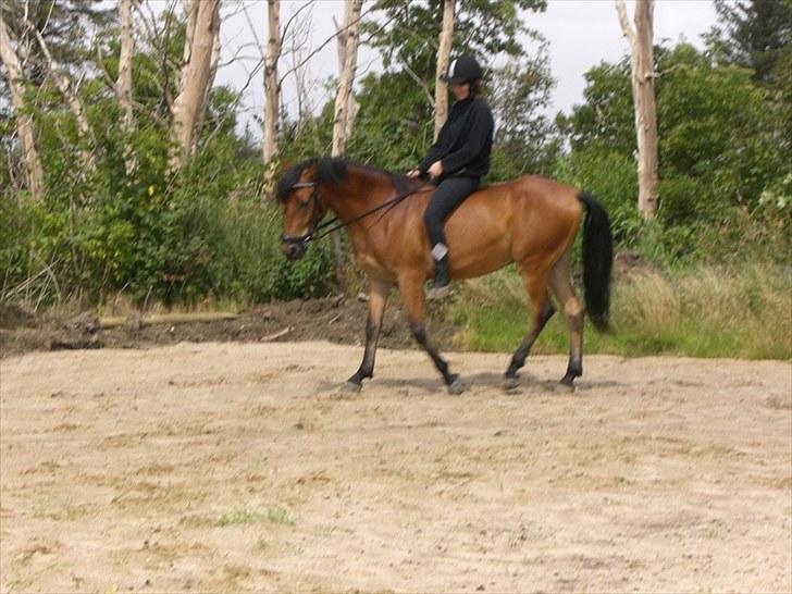 Anden særlig race Elvis(solgt) billede 6