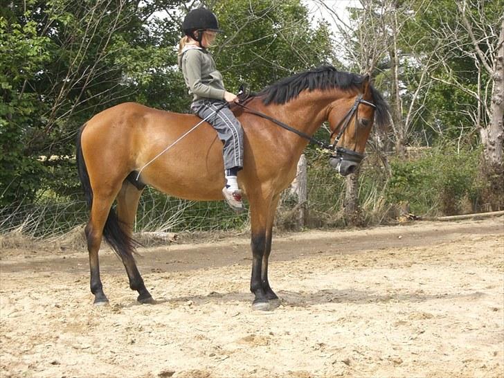 Anden særlig race Elvis(solgt) billede 7