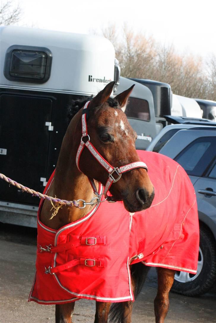 Hollandsk Sportspony Bobby - Stævne AAGS, første stævne. Inden han skullesadels op billede 1