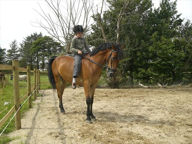 Anden særlig race Elvis(solgt) billede 8