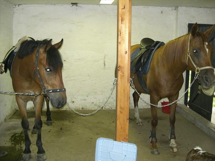 Anden særlig race Elvis(solgt) billede 9