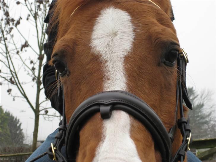 Arabisk fuldblod (OX) Tambour - R.I.P. - Velkommen til Tamse´s profil! :) [ Foto : Mig ] billede 1