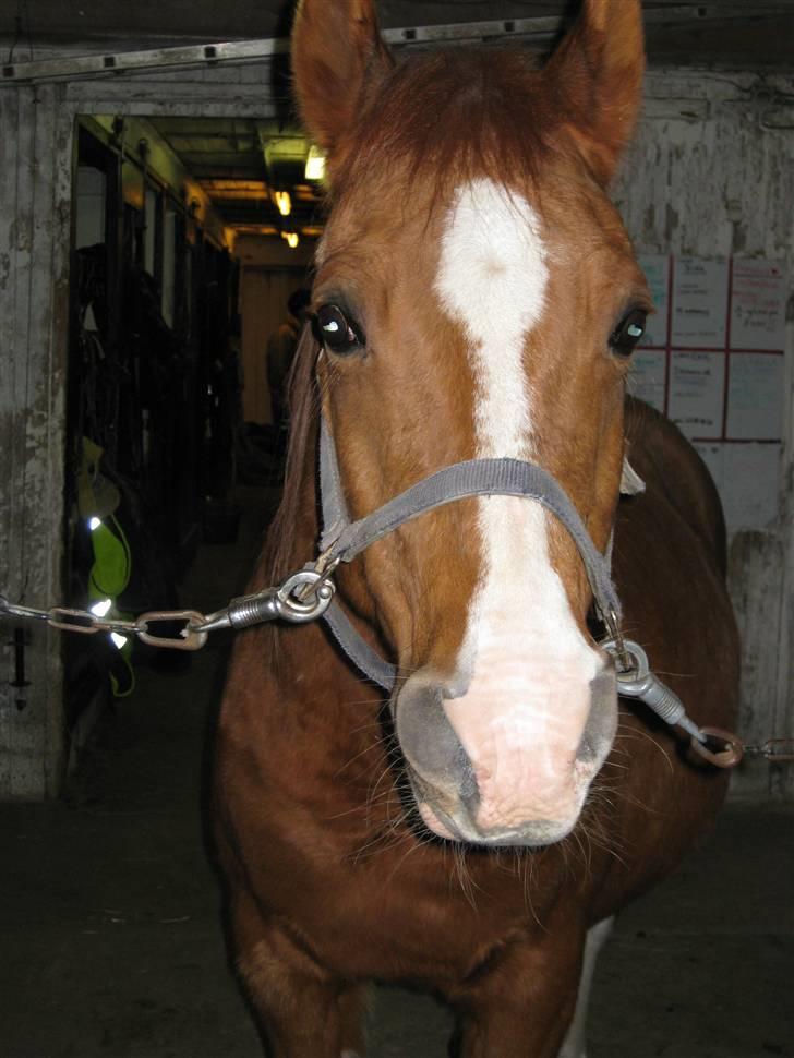 Arabisk fuldblod (OX) Tambour - R.I.P. - På staldgangen. [ Foto : Mig ] billede 2