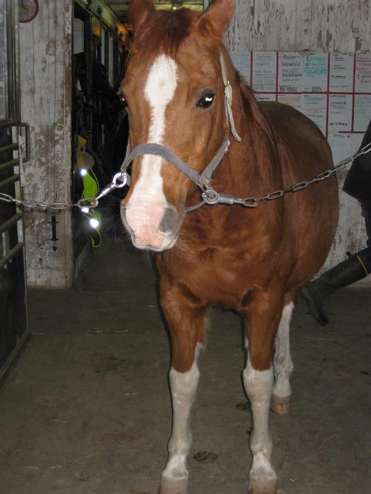 Arabisk fuldblod (OX) Tambour - R.I.P. - Tiggeprinsen - pony-puh hest xD [ Foto : Mig ] billede 3