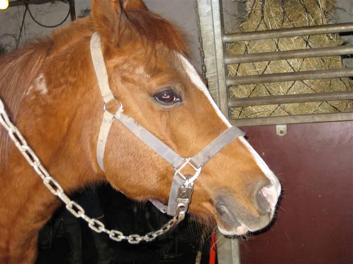 Arabisk fuldblod (OX) Tambour - R.I.P. - Bamsens hoved. [ Foto : Mig ] billede 4