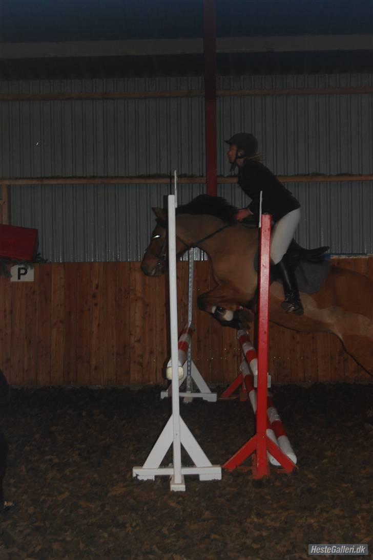 Anden særlig race Prunz (Elev Pony, Solgt) - Maria og Prunz billede 6