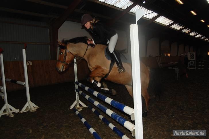 Anden særlig race Prunz (Elev Pony, Solgt) - Maria og Prunz billede 7