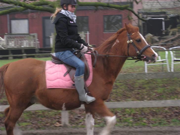 Arabisk fuldblod (OX) Tambour - R.I.P. - Caroline, der rider <3[ Foto : Mig ] billede 5