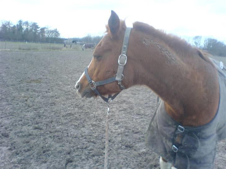 Arabisk fuldblod (OX) Tambour - R.I.P. - Skatten på fold * Hvem der?* (; [ Foto : Mig ] billede 6