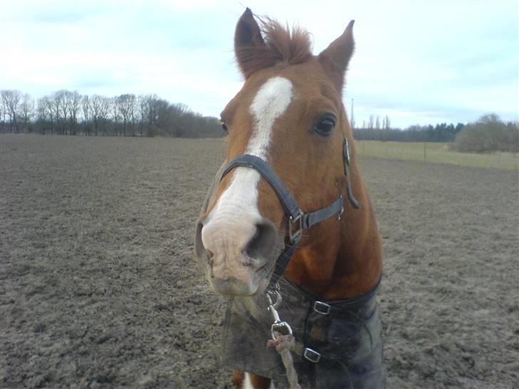 Arabisk fuldblod (OX) Tambour - R.I.P. - *Nåå, var det baare dig?!*  [ Foto : Mig ] billede 7
