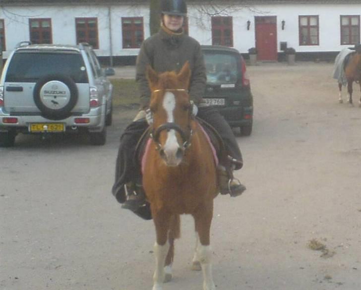 Arabisk fuldblod (OX) Tambour - R.I.P. - Liige kommet hjem fra skoven :)[ Foto : Cecilie ] billede 8