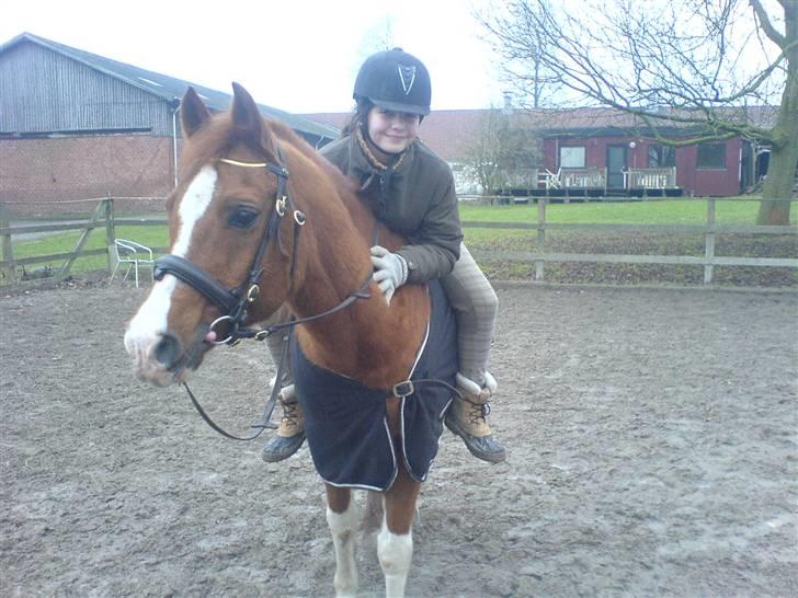 Arabisk fuldblod (OX) Tambour - R.I.P. - Skridter af uden sadel ![ Foto : Bedsteveninden//Mathilde//Chiller ] billede 9