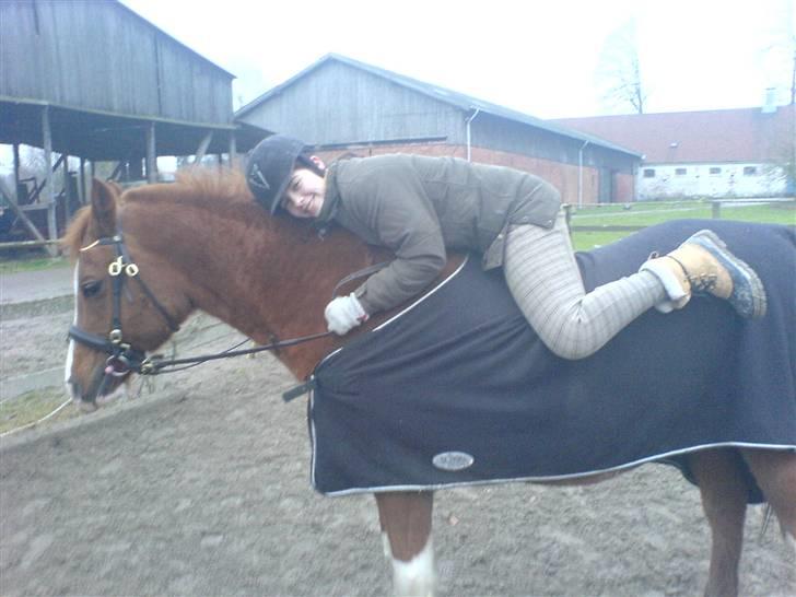 Arabisk fuldblod (OX) Tambour - R.I.P. - Horsemanship? Nope :b [ Foto : Bedsteveninden//Mathilde//Chiller ] billede 10