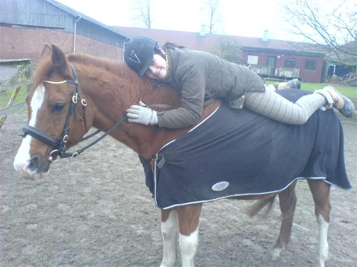 Arabisk fuldblod (OX) Tambour - R.I.P. - Elsker fandme dén ponz ! :* [ Foto : Bedsteveninden//Mathilde//Chiller ] billede 11