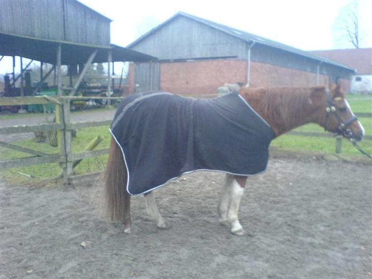 Arabisk fuldblod (OX) Tambour - R.I.P. - Lidt tyk er man vel ? ö Pose ! [ Foto : Bedsteveninden//Mathilde//Chiller ] billede 12