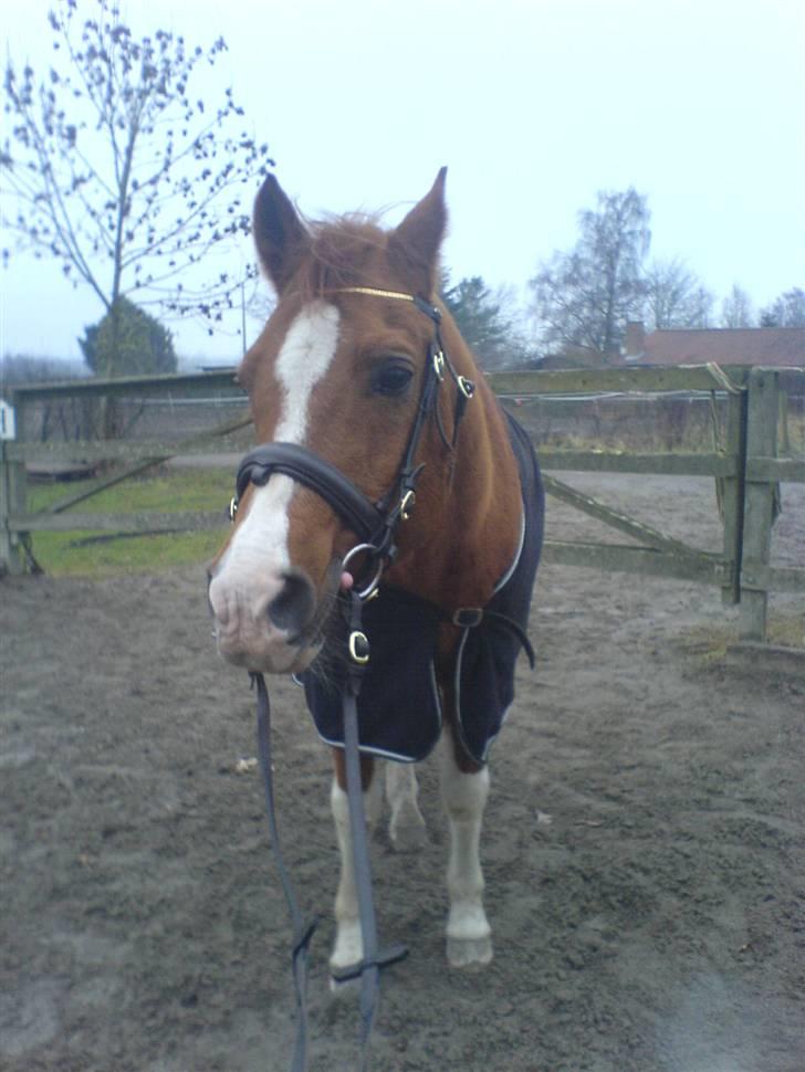 Arabisk fuldblod (OX) Tambour - R.I.P. - Nuuhr, en mule ! <33[ Foto : Mig ] billede 13