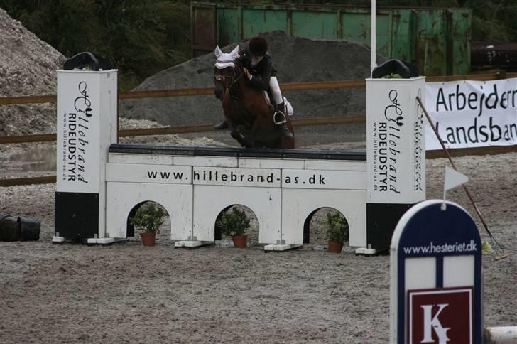 Hollandsk Sportspony Bobby - Mini Grand Prix til DM. (med aline) billede 4