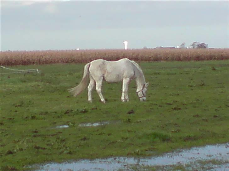 Anden særlig race Laika MiinDM Pony<3  - Ude på marken. !! billede 4