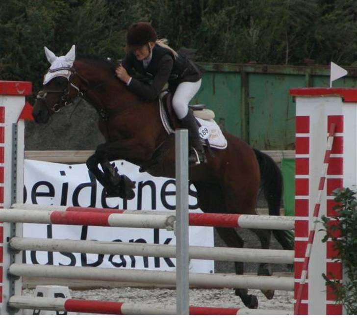 Hollandsk Sportspony Bobby - MB til DM. (med Aline.) billede 6