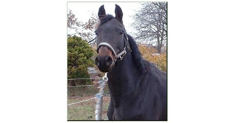 Anglo Araber (AA) Elicia <3 - solgt ! ;( billede 2