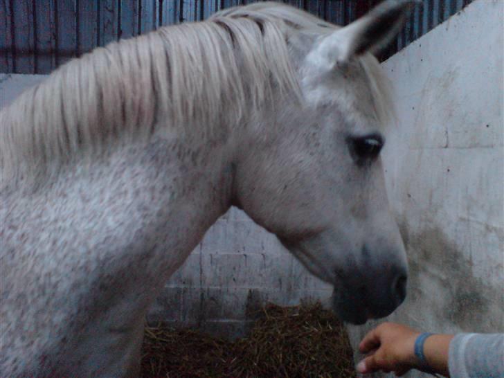 Anden særlig race Laika MiinDM Pony<3  - hihhi, min lækre hest..  billede 5