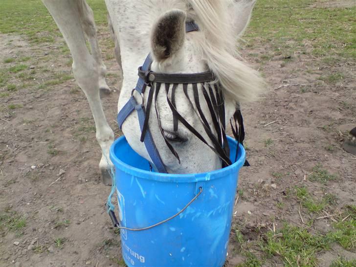 Anden særlig race Laika MiinDM Pony<3  - hihi, du er sej!! billede 6