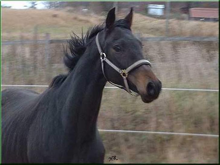 Anglo Araber (AA) Elicia <3 - solgt ! ;( billede 3