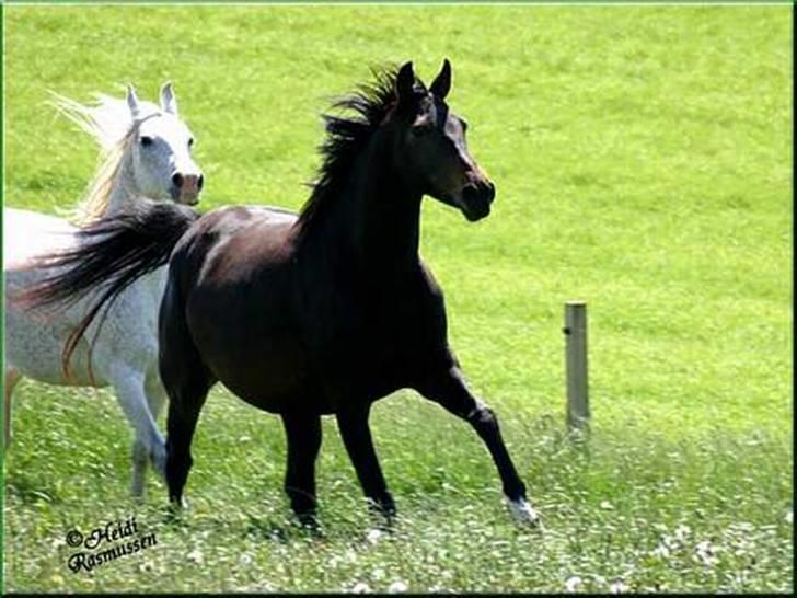 Anglo Araber (AA) Elicia <3 - solgt ! ;( billede 1