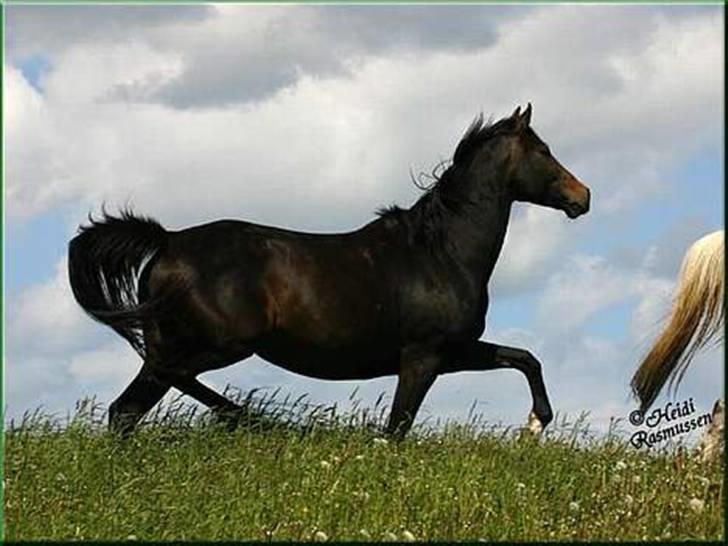 Anglo Araber (AA) Elicia <3 - solgt ! ;( billede 5