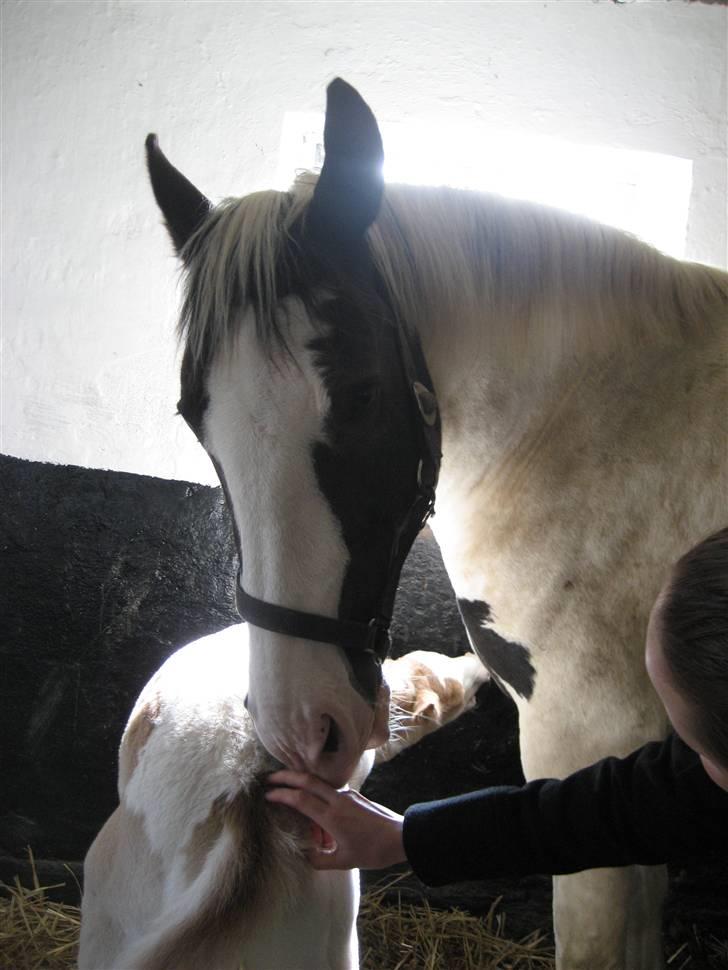Pinto Marotts Chillie - Vil meget gerne være med til at nusse hendes føl. billede 1