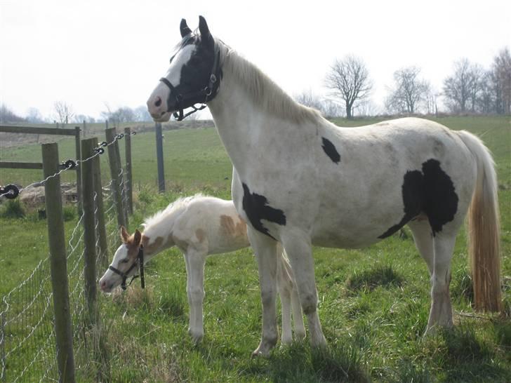Pinto Marotts Chillie - Ej noget spændene billede 2