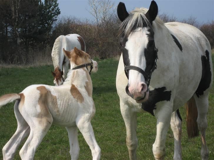 Pinto Marotts Chillie - Jeg stikker af fra min mor nu billede 3