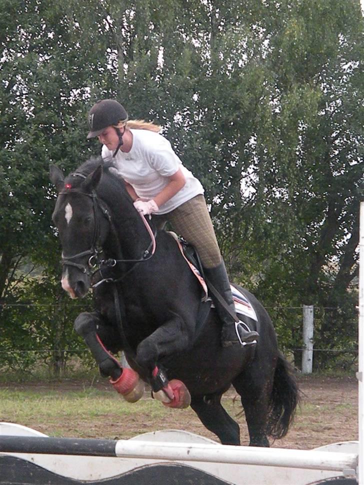 Dansk Varmblod Lady Hunter R.I.P :'( - jeg elsker ham bare så meget, at det ikke kan beskrives med ord :-*<33 billede 6