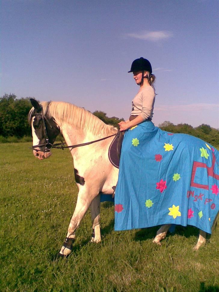 Pinto Marotts Chillie - Ja vi skulle ride inde på roskilde dyrskue og være med i showet. billede 4