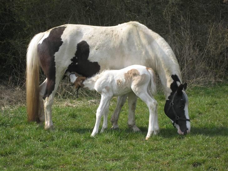 Pinto Marotts Chillie - Chilli og føllebølle på fold for første gang billede 6