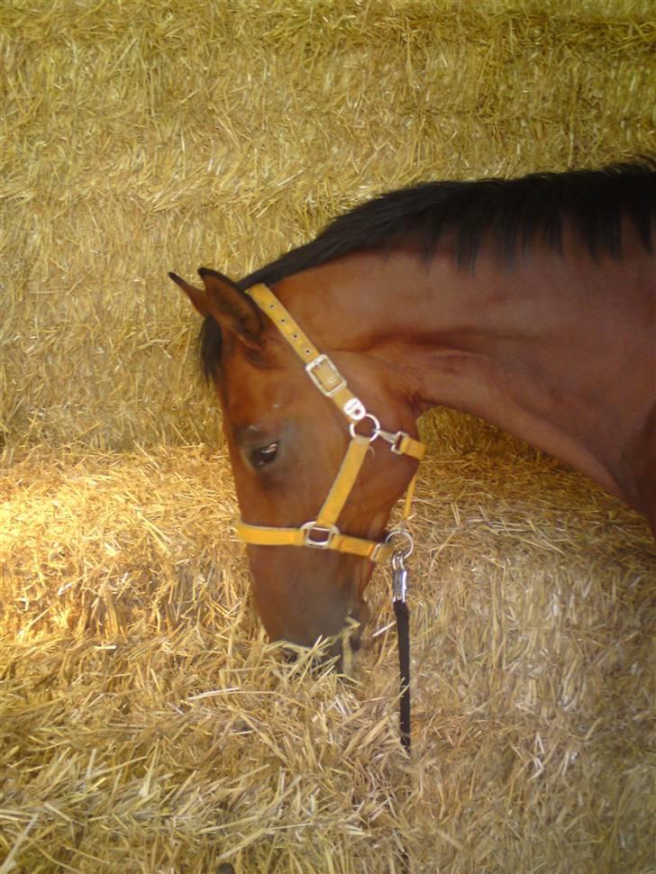 Tysk Varmblod Gentelmann Jazz billede 12