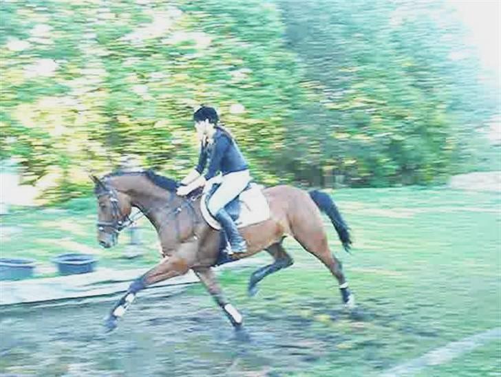 Tysk Varmblod Gentelmann Jazz - Ja den kan godt løfte benene ;) billede 13